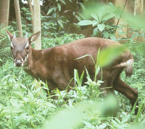 Home Saola Foundation Home Saola Foundation
