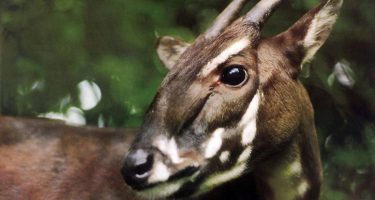 The Search to Find, and Save, the Last Saola