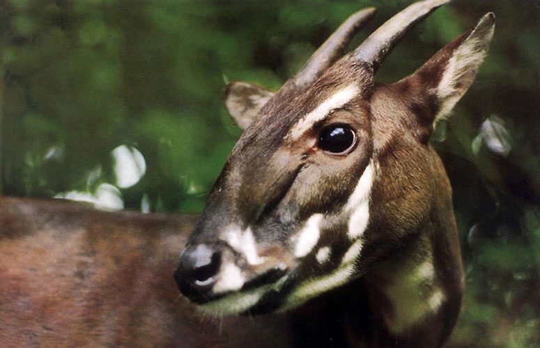 The Search to Find, and Save, the Last Saola