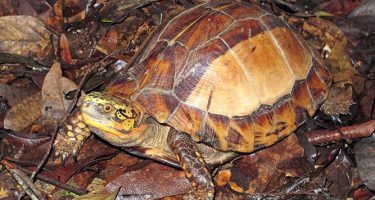 What’s in a Name?: The Saola Foundation’s long-term strategy