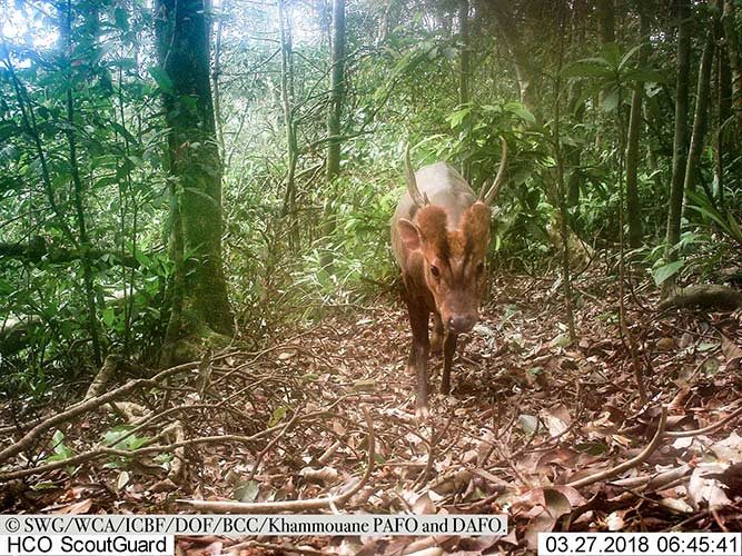 How many snares are too many? Preventing decline of species in the Annamite  Mountains.. - Saola Foundation