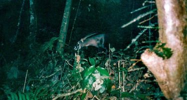 Introducing the Saola Rapid Response Fund