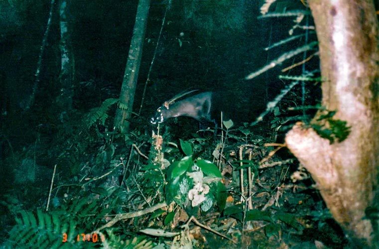 Introducing the Saola Rapid Response Fund
