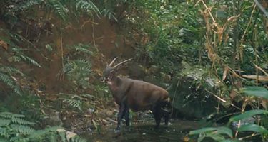 Why I believe in Saola conservation