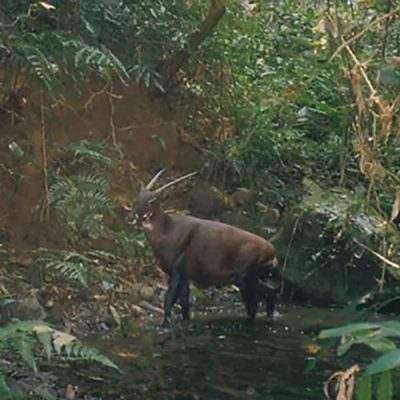 Why I believe in Saola conservation