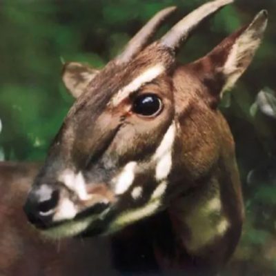 The enigmatic Saola and the Annamite Mountains