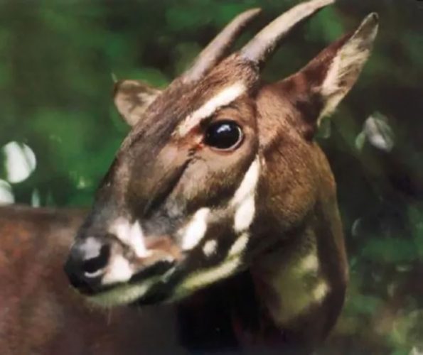 The enigmatic Saola and the Annamite Mountains