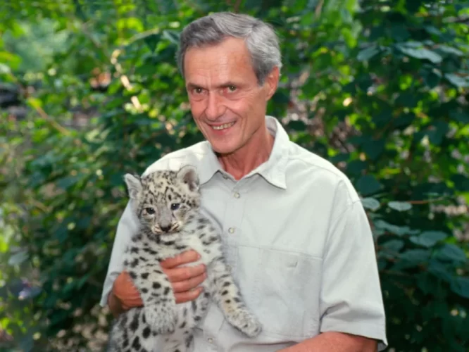 Dr. George Schaller with a snow leopard cub.