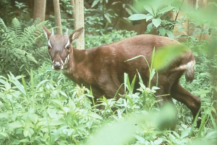 The Saola - Image Credit: David Hulse