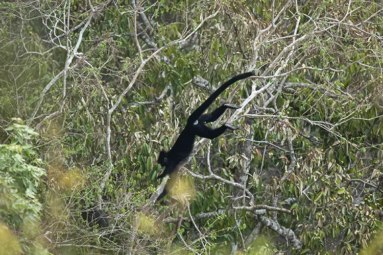The Annamite Mountains Research and Conservation Team were able to snap a photo of the existence of the new species of leaf monkey!