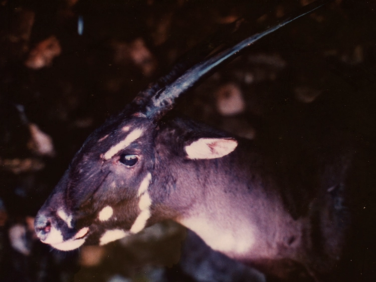 Image Credit: 1996 William Robichaud