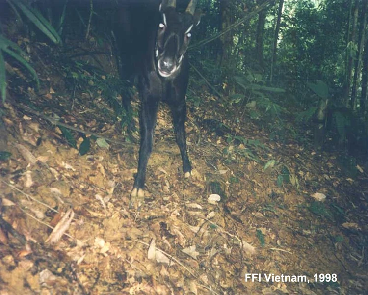 First wild picture of Saola captured by a camera trap, 1998, FFI Vietnam