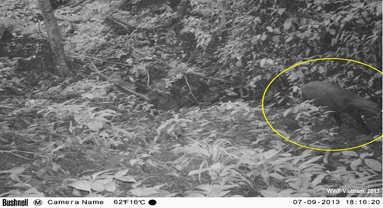 The most recent wild camera trap picture of Saola, 2013, WWF Viet Nam