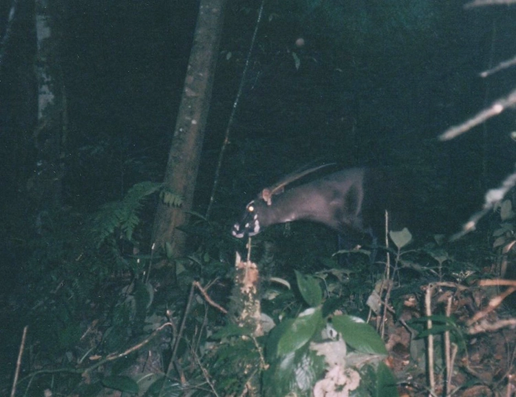 Image Credit: WCS Lao 1999