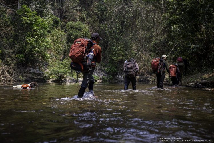 Saola Foundation field team and a scent detection dog crossing a river in the Annamite Mountains